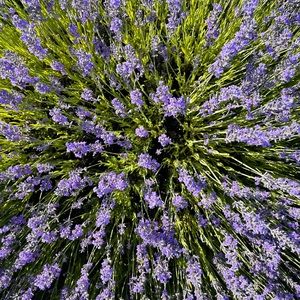 Meet your Posher, Dawn